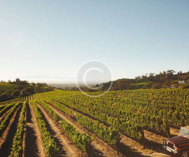 How to Grow Your Vineyard