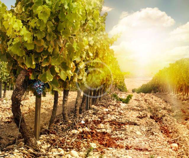 Daily Wine News: The Art of Storytelling